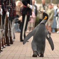 IntelPenguin (@intelpenguin) 's Twitter Profile
