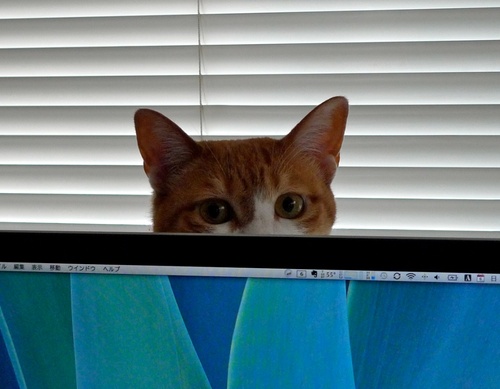 shiontamura's profile picture. 