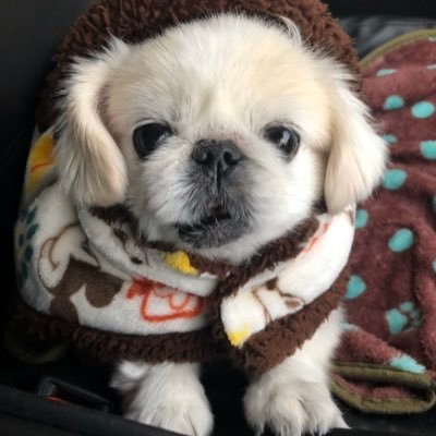 かわいい犬 保護犬まめこ Mamekopeki Twitter かわいい犬 保護犬まめこ Mamekopeki Twitter