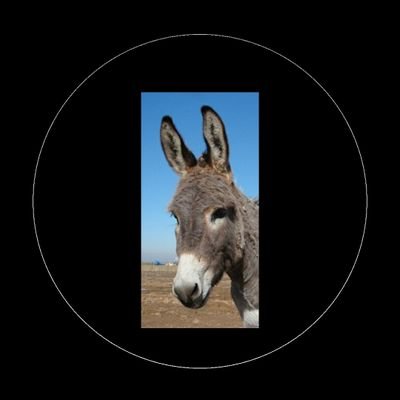 coparoma69's profile picture. Gli amici dei cretini sono cretini.