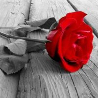 I Am Me 💃 (@wheelie_awesome) 's Twitter Profile Photo