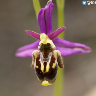 European Orchids & Wildflowers Profile