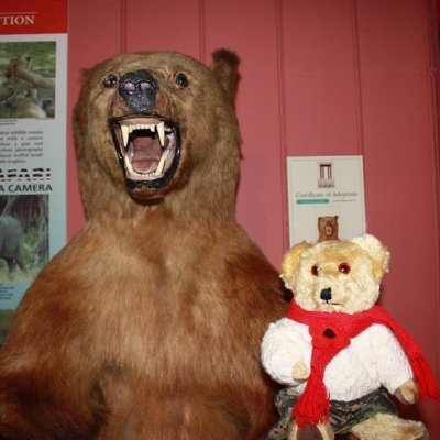 I am a Siberian Bear and mascot of Haslemere Educational Museum, an award winning museum celebrating 125 years