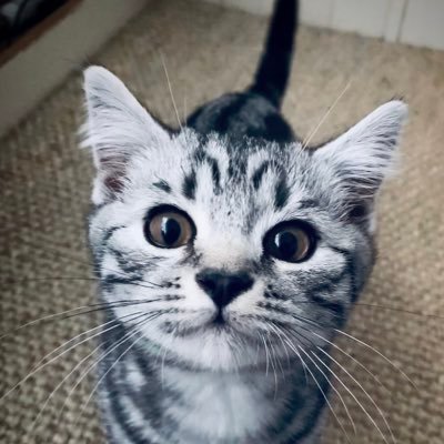 My name is Freddy Theodore and I am a silver tabby - Nottingham, UK 📍 I love eating, exploring, playing and sleeping🐱🐾 Follow my instagram @freddytheodore 📸