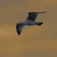 LL (@wlochatypl) 's Twitter Profile