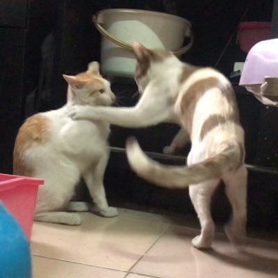 aas496Ng4V5fyby's profile picture. ชีวิตนี้ขอพลีให้แมว รักแมวทุกตัวบนโลก รักมากกกกกกกกกกๆ