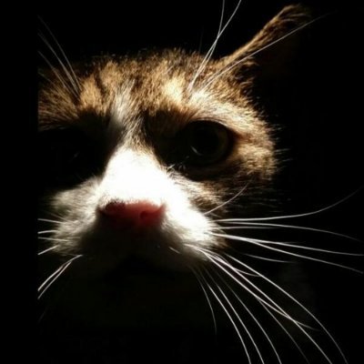 SolarframeMusic's profile picture. Music Company
Solarframe Records