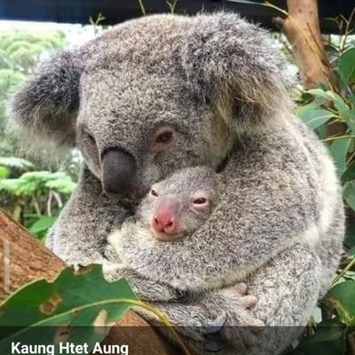 sonsar_555's profile picture. 