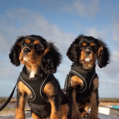 We are 2 Black & Tan Cavalier King Charles Spaniels, born 8th December 2019.