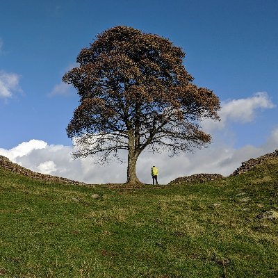 sgieb's profile picture. Mainly Panda, sometimes just lazy :)