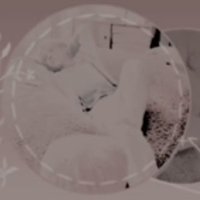 Shiinim• (@numsei53863074) 's Twitter Profile