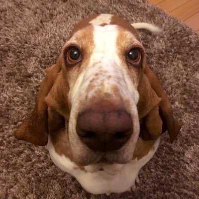 Carefree basset hound who loves attention and walkies