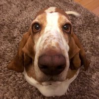 The Honey Monster(@honey_basset) 's Twitter Profile Photo