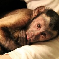 MonkeyBoo (@themonkeyboo) 's Twitter Profile