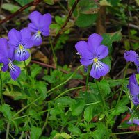 🐾Animales Perdidos 🐆 (@perroperdido2) 's Twitter Profile