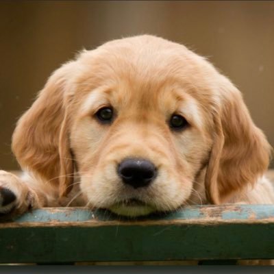 puppies91888690's profile picture. Hey dog lovers! All you need to know about these beautiful animals