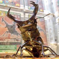 ビソン🐞 (@macr036) 's Twitter Profile Photo ビソン🐞 (@macr036) 's Twitter Profile Photo