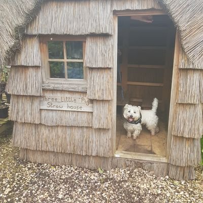 Hi I'm mouse the Westie! I I'm known for my big bark! I'm also on Instagram, follow me at @mousethewestie also my ticktok is @megthewestiequeen Woof Woof🐾