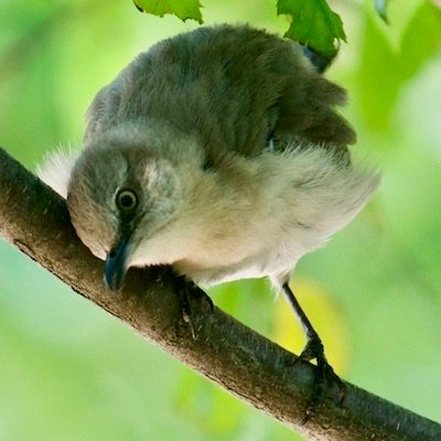 amolholm's profile picture. Bird lover!