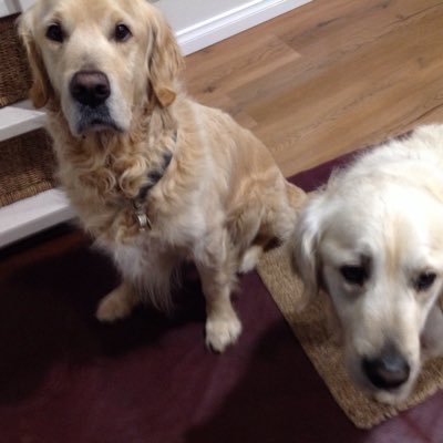 We are two lovable floofy Golden Retrievers. We remember & treasure our beloved Golden siblings Millie & Monty & Westie Robbie, & Scottie McGregor, all 🌈