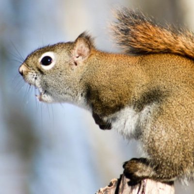 SquirrelSour's profile picture. 