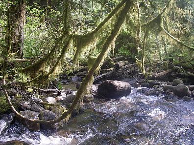 Volunteer salmon enhancement and stream to sea nature education since '76. Deep in the forest by a clear, cold creek. 'You only care about what you know about.'