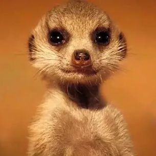 Mongoos00141273's profile picture. LOL :D