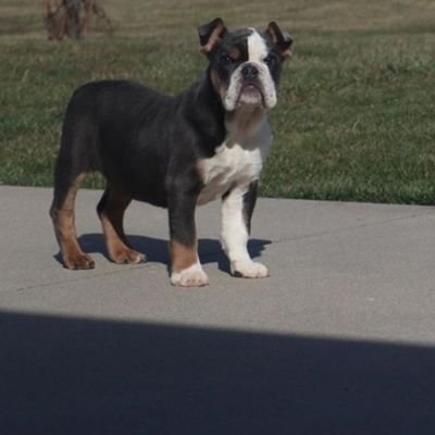 bmackie58's profile picture. Kodiak Kingdom Bulldogs 

Bringing the Bulldogs and Bullys with that real heat 🔥🔥🌡