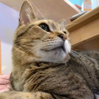 鳴かない猫🇨🇳🇯🇵 (@sdcat2) 's Twitter Profile