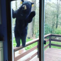 The Arlington Heights Bears (@wrey_tingo) 's Twitter Profile Photo The Arlington Heights Bears (@wrey_tingo) 's Twitter Profile Photo