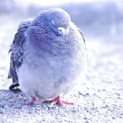gyurazukohu's profile picture. 