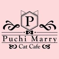 猫カフェぷちまりー🎀Puchi Marry (@puchimarry) 's Twitter Profile