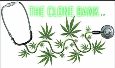 allsonstone's profile picture. we simply hope medical marijuana patients use our website to find the best marijuana plants for sale online. We have the most diverse and authentic portfolio of