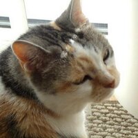 lisa linette yother - @butterballkitty Twitter Profile Photo