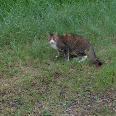 tsuetsuegu's profile picture. 40歳半ば。性欲増大