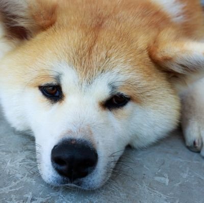 もにゃさんのプロフィール画像