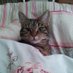 Furbabymom (@furbabymum) Twitter profile photo Furbabymom (@furbabymum) Twitter profile photo