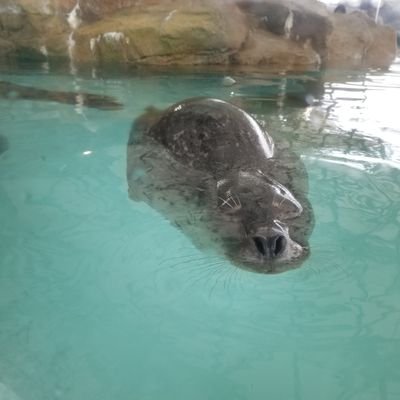 MCWHOlkhSf3E6YU's profile picture. 普通の🐈　🐕　🦆が好き　

キン肉マン好き

成人済み