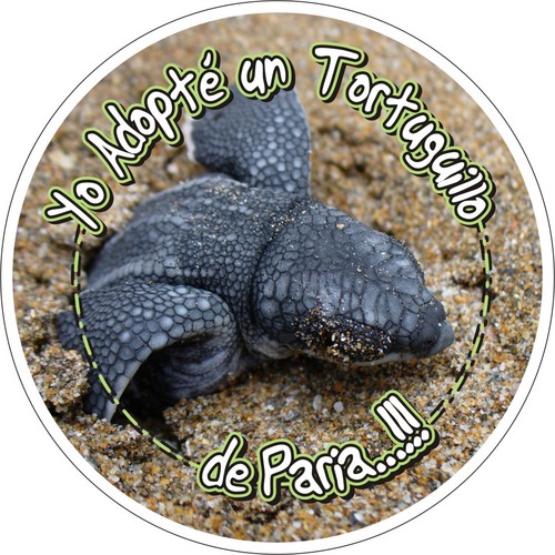 Conservación de tortugas marinas en Venezuela, Gran Caribe. Instagram: @proyectocictmar Email: proyectocictmar@gmail.com