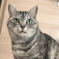 ぇっ (@gregreko) 's Twitter Profile