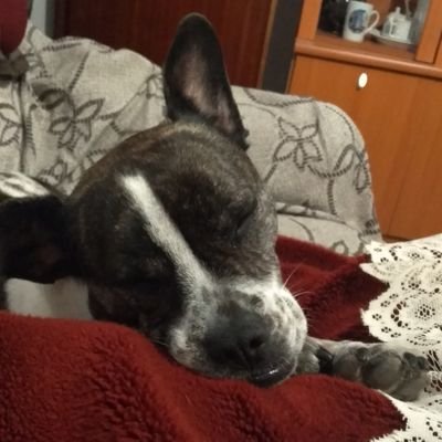 JaviMasero's profile picture. Técnico Superior Informático, estudiando en la Uex y en un futuro o eso espero, Ingeniero Informático ;)