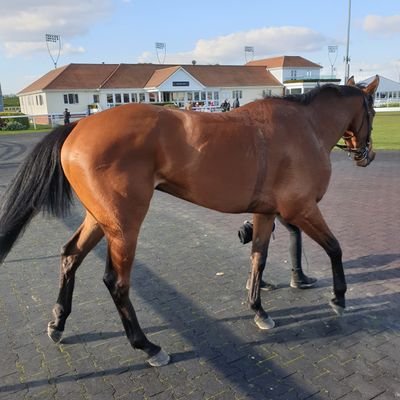 Horsegamblingl1's profile picture. love everything about horse racing....