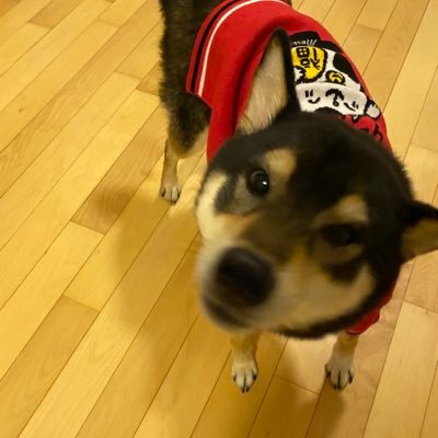 michell17964661's profile picture. Shiba inu girl’s mom