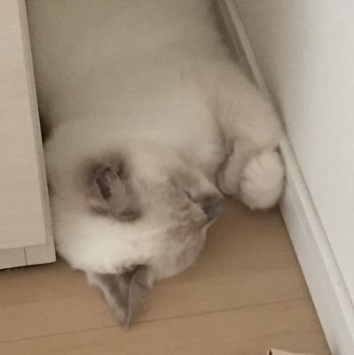 二階堂凛さんのプロフィール画像