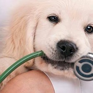 MedLoucos's profile picture. 