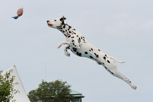enjoy dog sports and teaching people to train there dogs for different dog sports!
