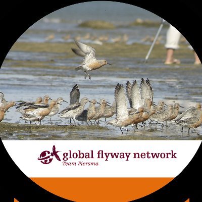 Migratory birds as down2Earth observers/sentinels. Imprint of https://t.co/mZjvZNY1Or, centre for global ecological change @univgroningen, @NIOZnews, @IBED_UvA, et al.