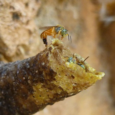 Assistant Research Professor at Montana State University. Personal account. Opinions are my own. 
Instagram: @bee_entomologist