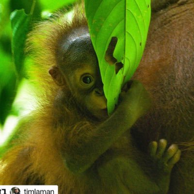 Gunung Palung Orangutan Conservation Program