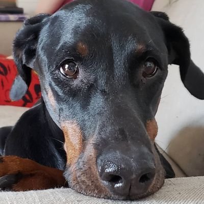 BecomeBetterMe's profile picture. Living with my family and dogs. 
I like to write, paint and crochet, not well but I enjoy it. Caregiver to Special Needs adult son.